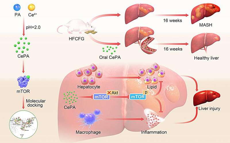 Phytic acid-based nanomedicine shows promise for metabolic dysfunction-associated steatohepatitis therapy
