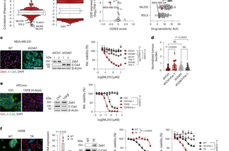 A treatment for metastasis? Using ferroptosis to attack migrating cancer cells