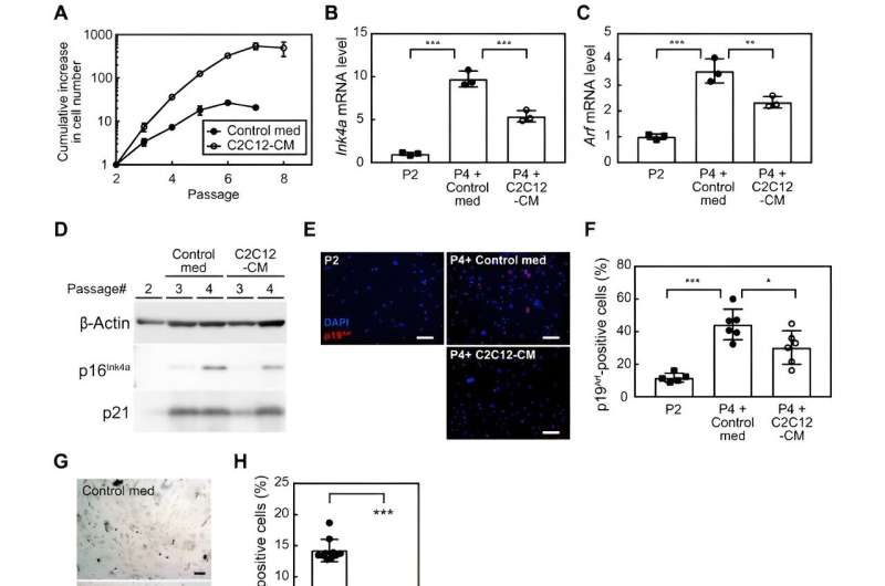 Study: Roles of PEDF in exercise-induced suppression of senescence and its impact on lung pathology in mice