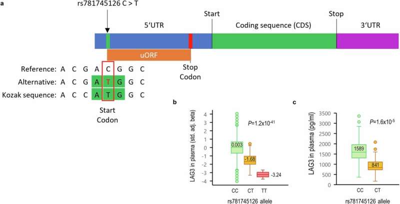 The effect of a start codon variant in the LAG3 gene is akin to LAG-3 immune checkpoint inhibitors