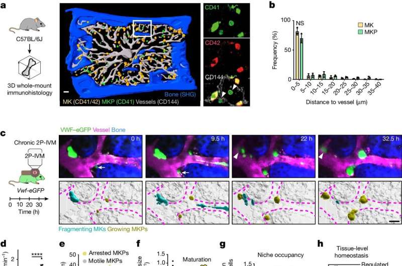 Immune cells monitor blood platelet maturation in bone marrow