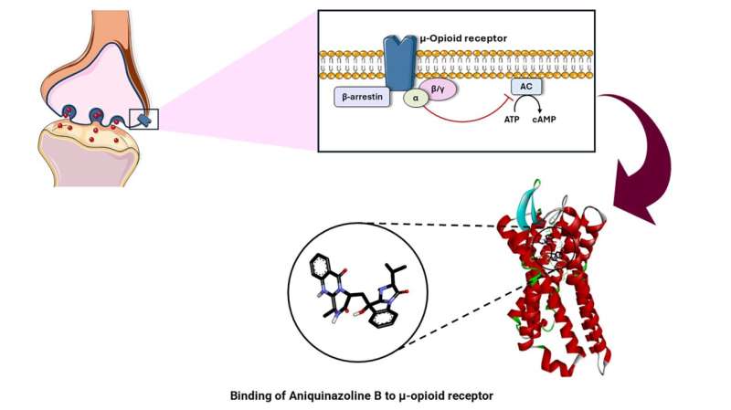 New analgesic could replace opioids over the long term