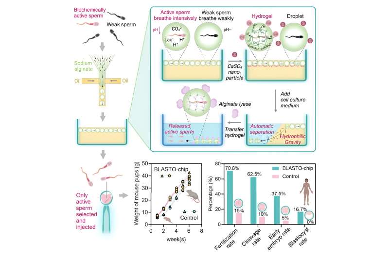 New system uses microfluidic technology for sperm selection