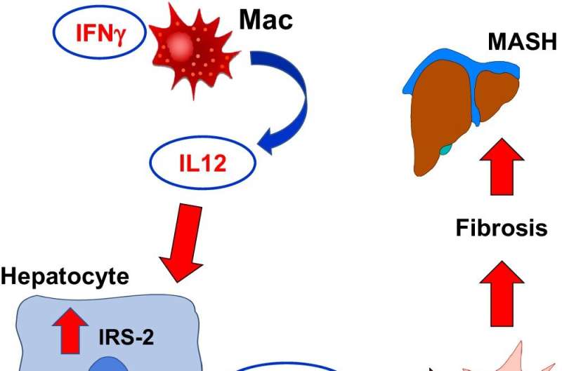 Discovery could lead to potential treatment for metabolic liver disease