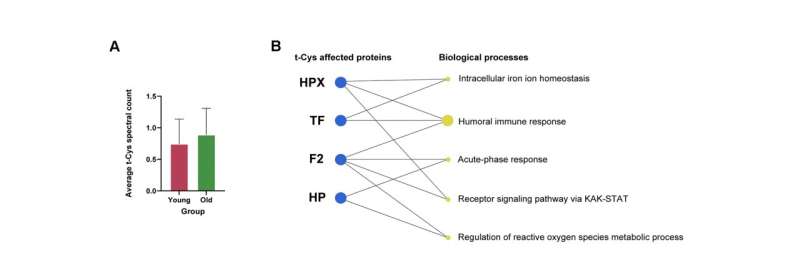 Trioxidized cysteine and aging: Beyond proteinopathic paradigms