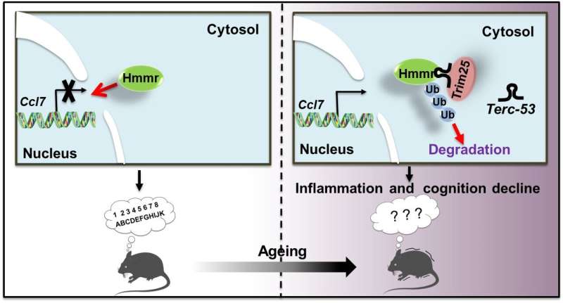 Noncoding RNA Terc-53 and hyaluronan receptor Hmmr regulate aging in mice