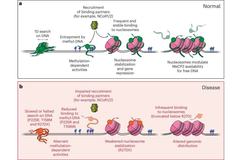 New insight into the protein mutations that cause Rett syndrome