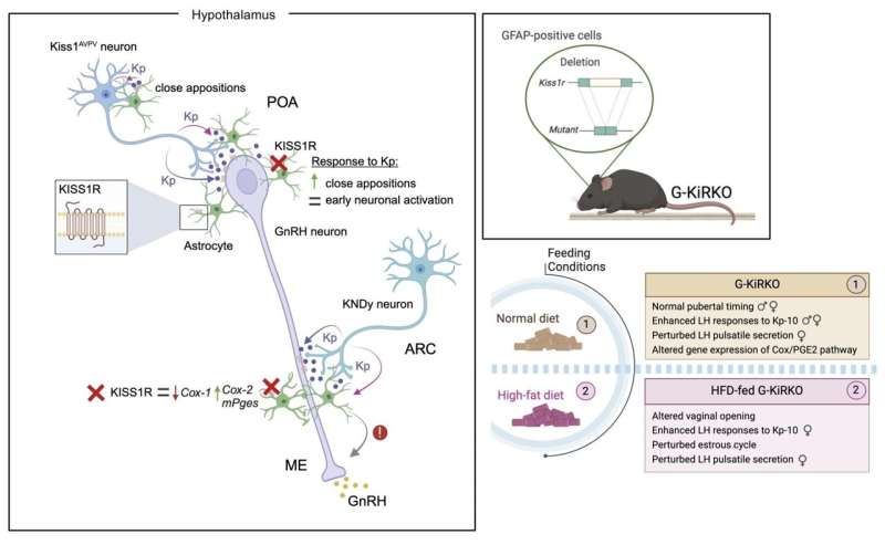 Study describes a new molecular pathway involved in the control of reproduction