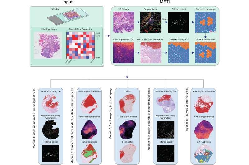 Software tool analyzes cancer cells in biopsy slides