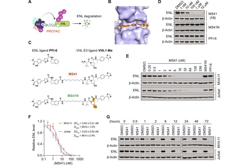 New anti-cancer 'degrader' targets protein essential to infant leukemia