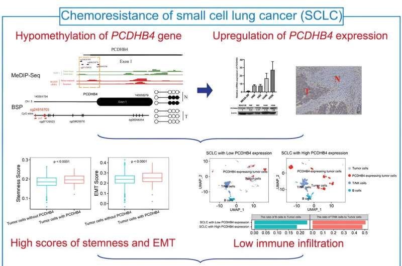 New prognostic biomarker identified in small cell lung cancer