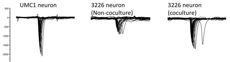 MSC-mediated mitochondrial transfer holds therapeutic promise for Leber's hereditary optic neuropathy patients