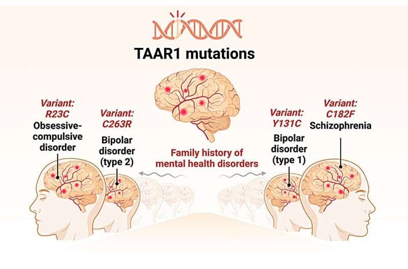 TAAR1 gene mutations may be a missing link in understanding neuropsychiatric disorders, researchers suggest