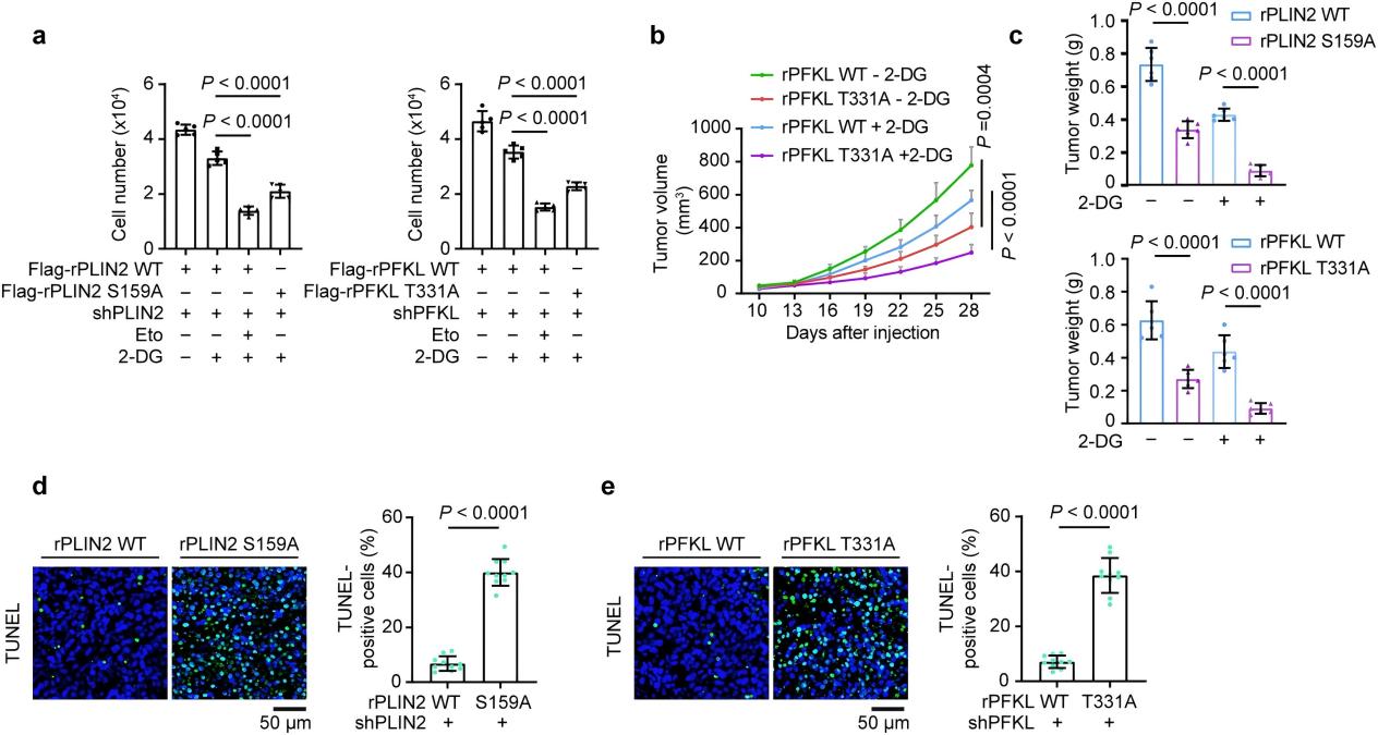 Energy stress triggers PFKL-dependent lipid droplet-mitochondria tethering and β-oxidation to support tumor growth 