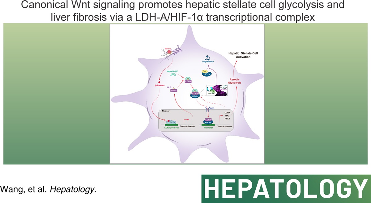 Metabolic reprogramming and HIF-1α signaling in liver fibrosis and pathological angiogenesis