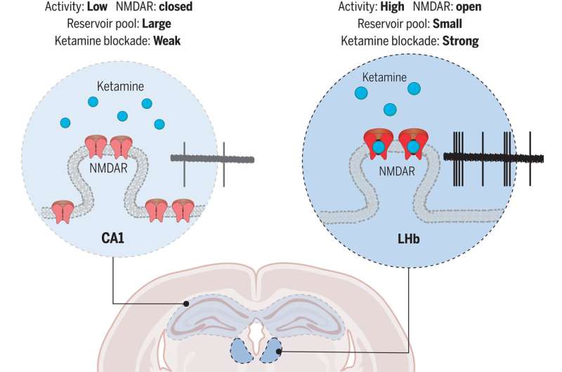 Uncovering the mechanics behind ketamine's rapid antidepressant effects