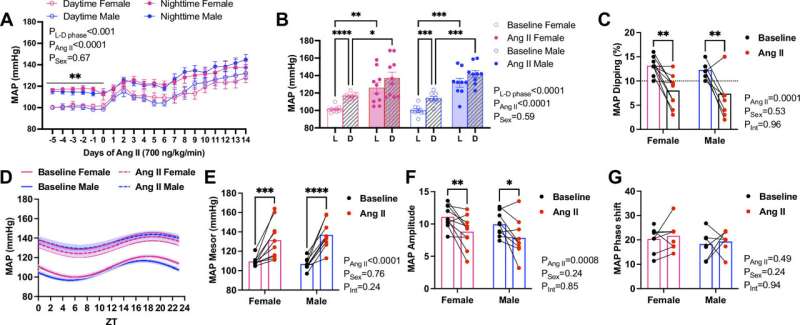 Hypertension disrupts natural blood pressure 'Dipping' rhythm in both sexes