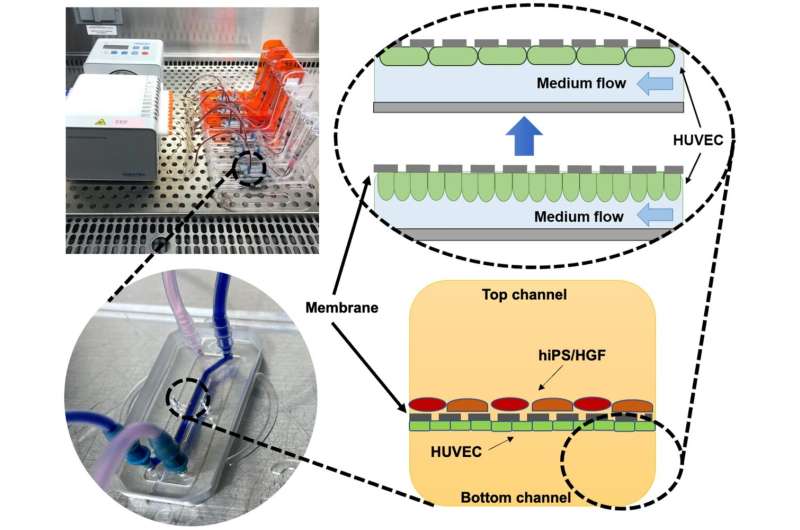 Heart-on-a-chip: Innovative microreactor advances disease modeling and drug screening