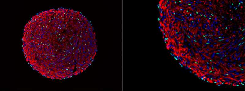 3D organoid culture method can generate large numbers of muscle cells in vitro