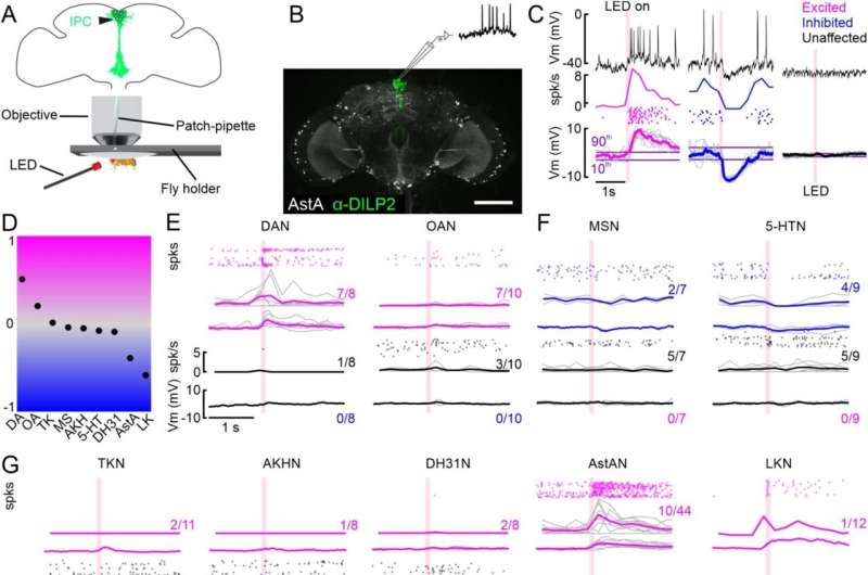 Study reveals how insulin-producing cells work together to respond to metabolic demands