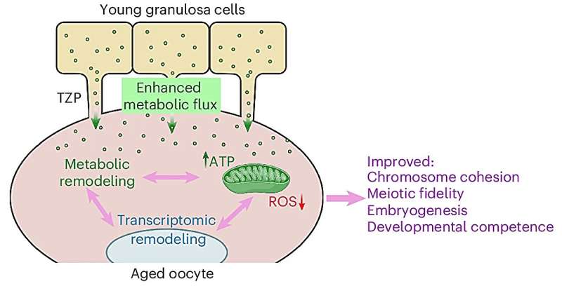 Implanting aged oocytes in young follicles can produce rejuvenated eggs, researchers find