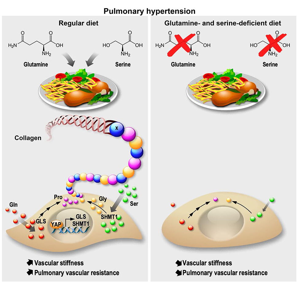 Targeting amino acid metabolism to alleviate vascular stiffening and improve pulmonary hypertension 