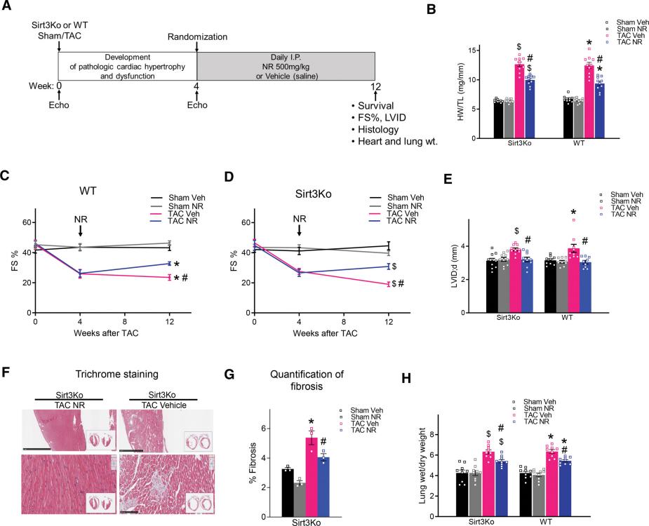 Interpreting the Study: How Increasing NAD+ Levels Mitigates Heart Failure via SDR Protein Activation Independent of Sirt3 