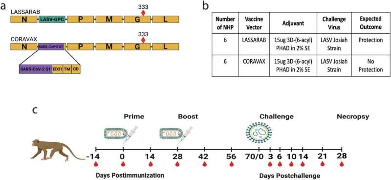 Researchers develop promising Lassa fever vaccine