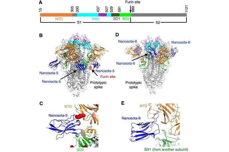 Scientists discover dual roles of antibodies in COVID-19 infections