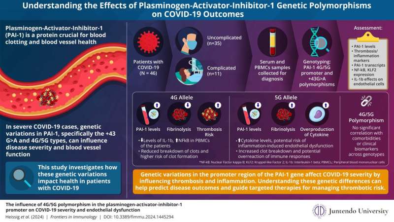 Unveiling genetic insights: How PAI-1 polymorphisms influence COVID-19 outcomes