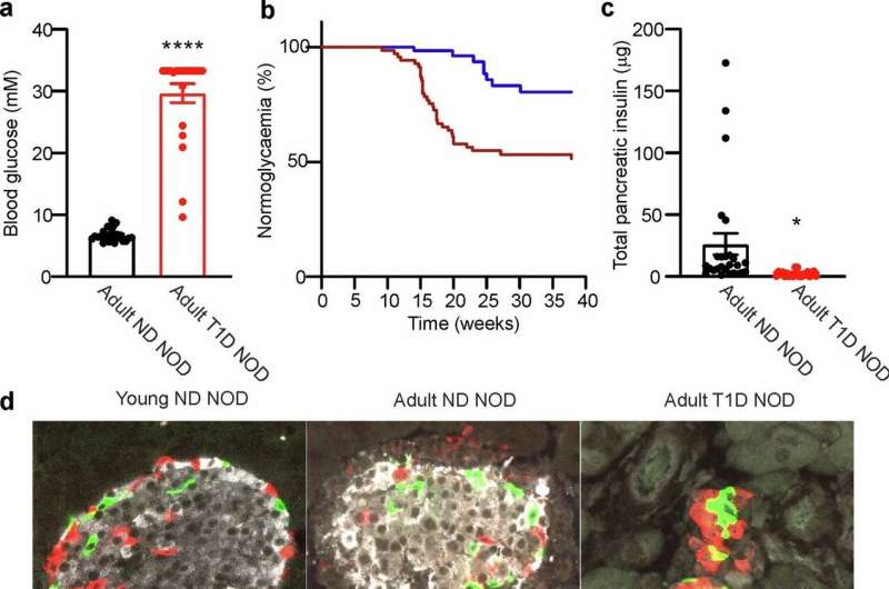 Potential strategy against blood glucose drops in type 1 diabetes