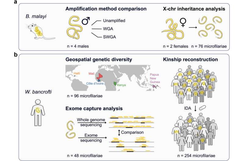 New genomic surveillance tools could help efforts to eliminate damaging parasitic infections