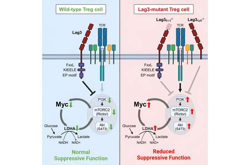 Uncovering regulatory mechanisms of T-cells in chronic inflammation