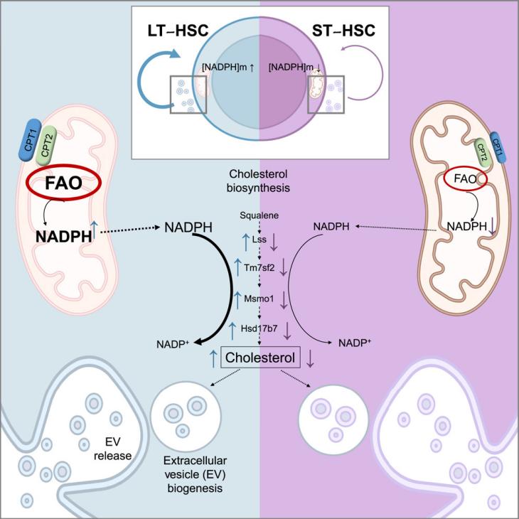 Compartmental regulation of NADPH assigns it unique roles in different cell parts 