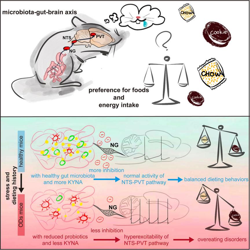 A microbiota-gut-vagus-NTS-PVT pathway axis in the regulation of overeating disorders 