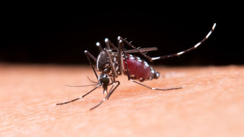 Threat of mosquito-borne diseases rises in U.S. with global temperature