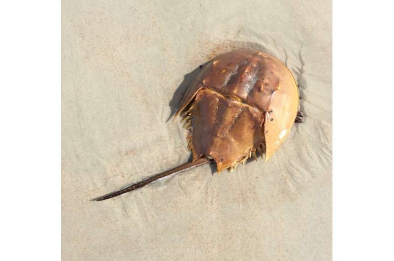 horseshoe crab