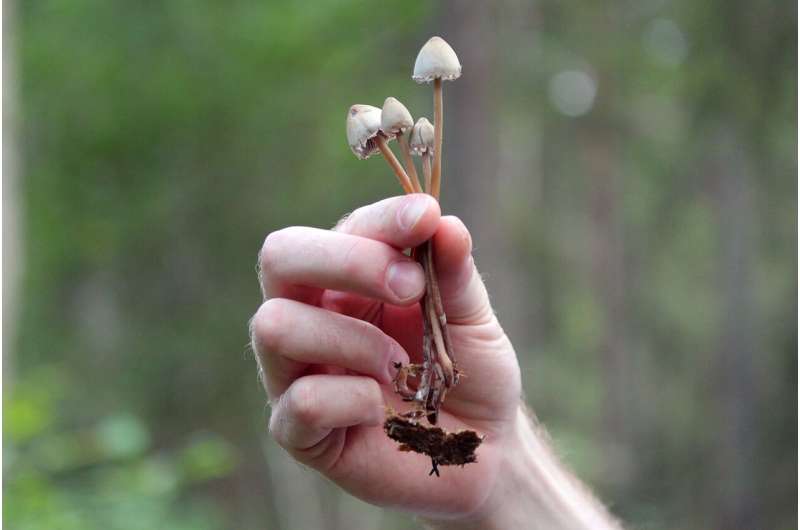 Does psilocybin really provide long-term relief from depression, as new study suggests?