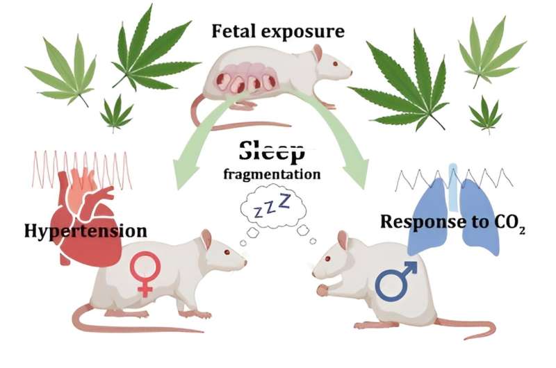 In rats, intrauterine exposure to cannabinoid affects cardiorespiratory function and sleep quality in adulthood