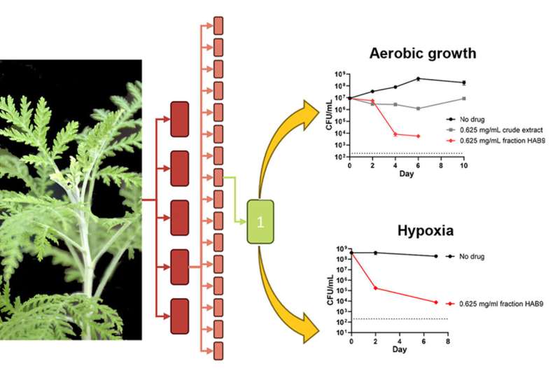 Plant compound used in traditional medicine may help fight tuberculosis