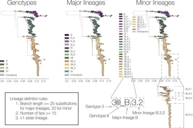 New dengue virus naming system will help identify and track variants