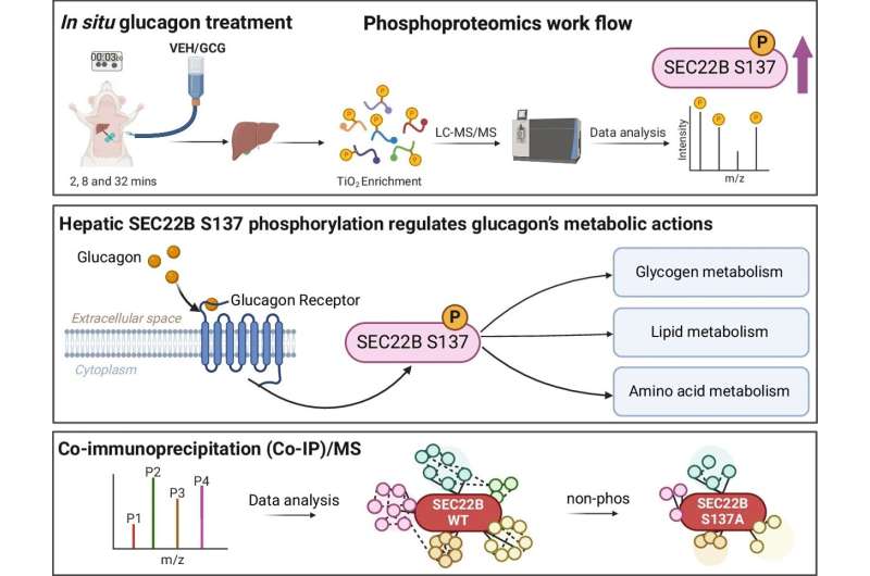 Scientists discover a new understanding of how an old hormone works, paving way for better therapies