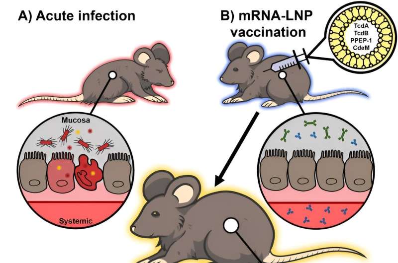 mRNA vaccine found able to protect mice against intestinal Clostridioides difficile bacteria