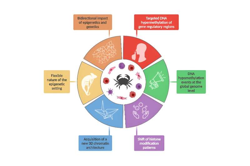 Described the epigenetic hallmarks that define cancer