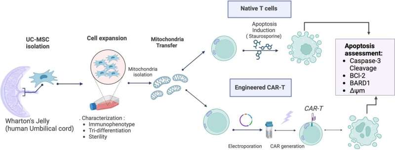 Cellular power-up: Stem cells provide T cells a lifeline as cancer champions