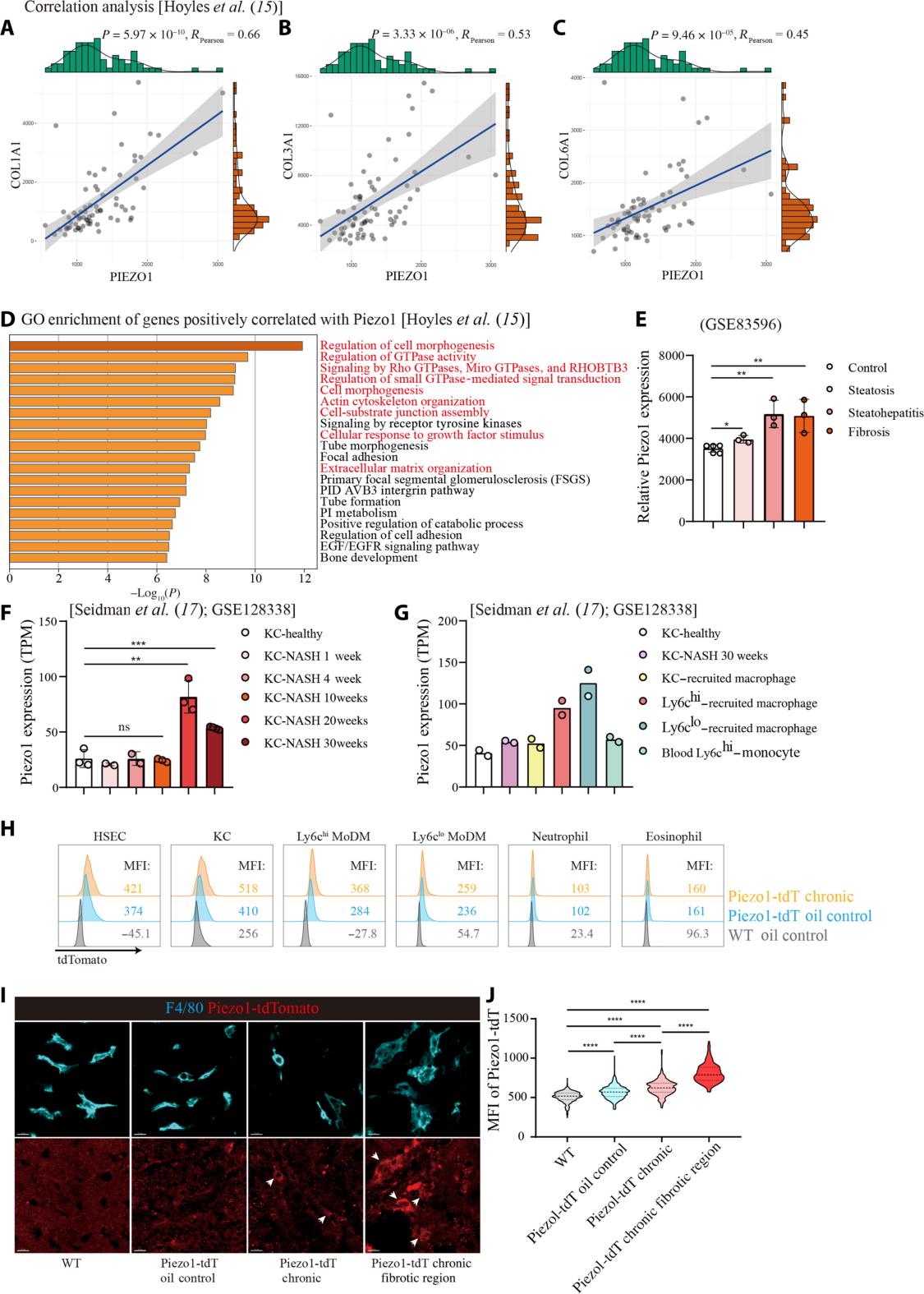 Deciphering the Role of Piezo1 in Enhancing Macrophage Function and Resolving Liver Fibrosis 