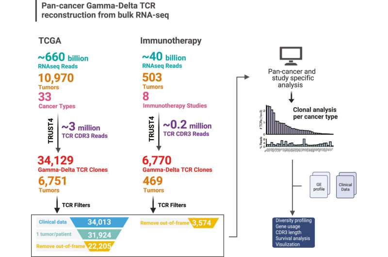 Moffitt study unveils the role of gamma-delta T cells in cancer immunology