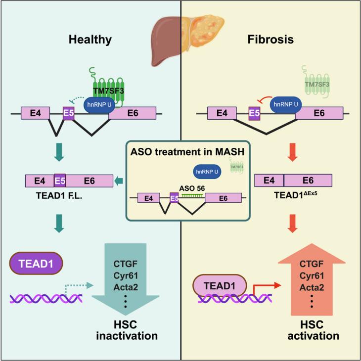 TM7SF3 Regulation of TEAD1 Splicing and Its Role in Mitigating Liver Fibrosis in MASH: Insights into Antisense Oligonucleotide Therapy 