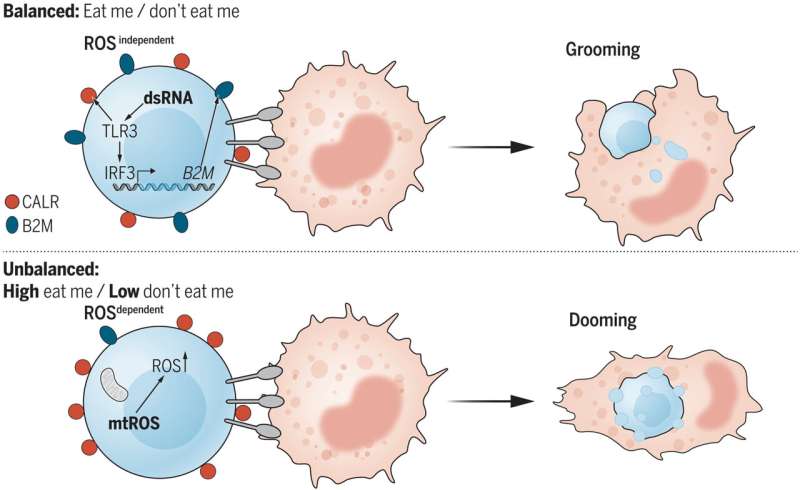 Curbing blood cancers by teaching immune cells to kill mutant stem cells