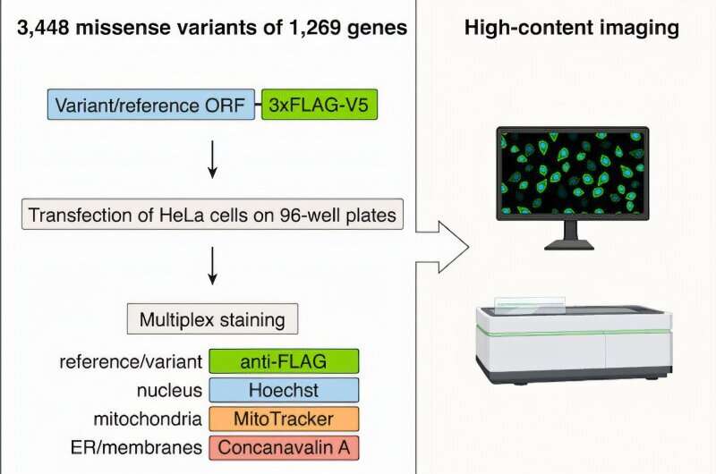 Mutation mapping shows errors in protein location are a common cause of disease